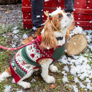 Chandail en tricot rouge et vert à motifs des fêtes pour animaux||Red and green knit sweater with holiday all-over print for animals